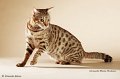 ocicats14_10085
